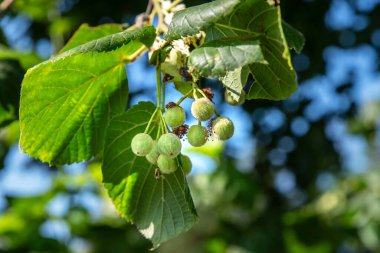Ağaçta kireç tohumu tohumu.