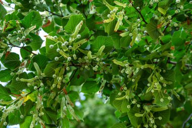 Ağaçta kireç tohumu tohumu.