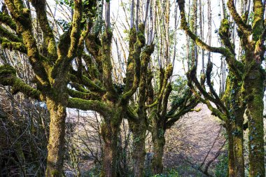 Ağaçların dallarında yosun var. Kışın ormanda.