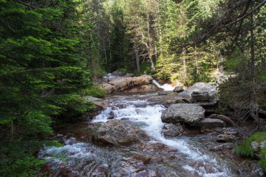 Fransa 'daki Pireneler ormanındaki dağ nehri.
