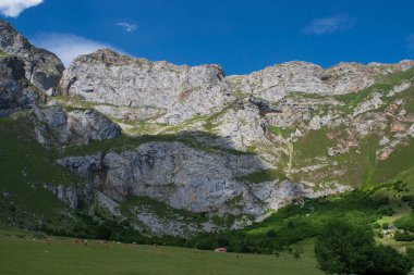 Pireneler İspanya 'daki Fuente De' de, dağlarda, çayırlarda ineklerle birlikte.