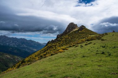 İspanya 'daki Picos de Europa parkında sarı süpürgeyle kaplı dağ manzarası