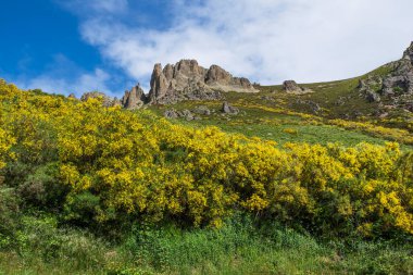 İspanya 'daki Picos de Europa parkında sarı süpürgeyle kaplı dağ manzarası