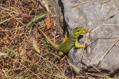 İspanya 'da bir patikada sekizgen bir kertenkelenin yakın çekimi.