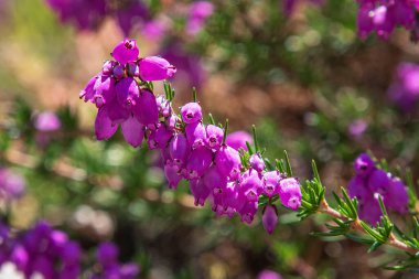 Leylak rengi fundalık çiçeklerinin güneşteki bir dalının makro 'su