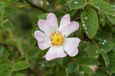 Yeşil yapraklı ve çiğ taneli pembe bir gül çiçeğinin yakın çekimi