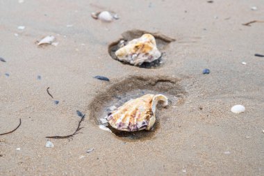 Dalgalar alçaldığında ıslak kumda kabuk 