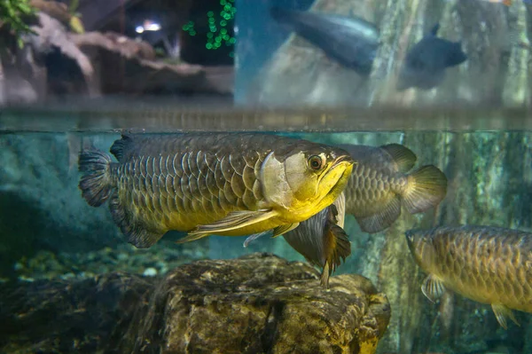 Endonezya 'nın yüksek sırtlı arowanası akvaryumda suyun yüzeyine yakın yüzer, arka planda diğer arowana balıkları ile birlikte..