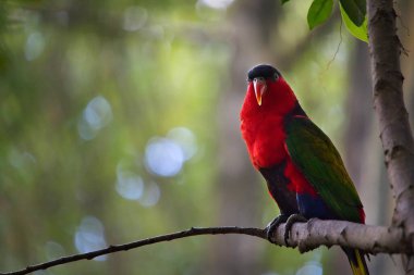 Lory bir dala tünemiş. Bulanık bokeh arkaplanı.