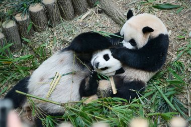 Singapore - 29 Oct 2023: Singapores first giant panda cub Le Le playing with mother Jia Jia in River Wonders, before returning to China in January. clipart