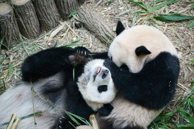 Singapore - 29 Oct 2023: Singapores first giant panda cub Le Le playing with mother Jia Jia in River Wonders, before returning to China in January. clipart