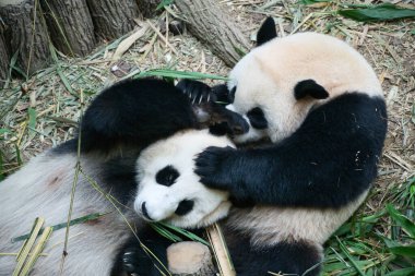 Singapore - 29 Oct 2023: Singapores first giant panda cub Le Le playing with mother Jia Jia in River Wonders, before returning to China in January. clipart