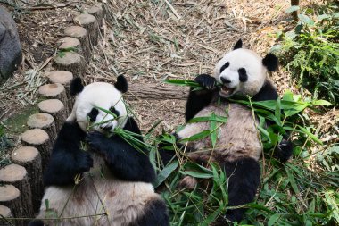 Singapore - 29 Oct 2023: Singapores first giant panda cub Le Le playing with mother Jia Jia in River Wonders, before returning to China in January. clipart