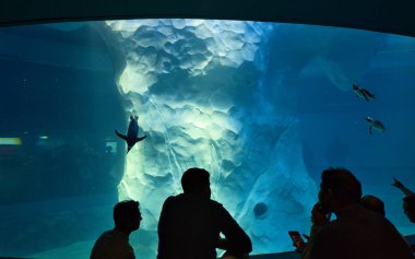 Singapur, 26 Kasım 2023: Kuş Cenneti, Mandai Vahşi Yaşam Koruma Alanındaki Penguen Koyu sergisine ziyaretçiler.