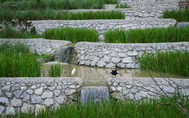 Beyaz balıkçıl kuşu ve beyaz kanatlı ördek insan yapımı bir gölette kuşhanede yeşil çimenler.