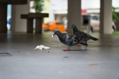 Pigeons feeding on litter on the ground in a HDB Housing Development Board flat void deck in Singapore, near a parking lot in an urban environment. clipart