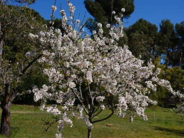 1 Mart 2024 'te Madrid' deki Quinta de los Molinos parkında Badem Ağaçları çiçek açtı.