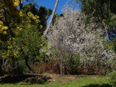 1 Mart 2024 'te Madrid' deki Quinta de los Molinos parkında Badem Ağaçları çiçek açtı.