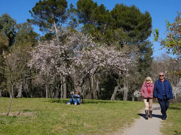 Vist Almond Trees Bloom Quinta Los Molinos Park Madrid March — Stock Photo, Image