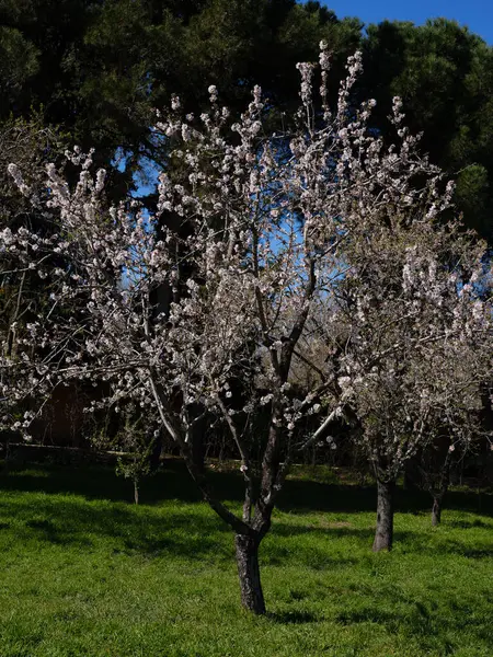 Vist Almond Trees Bloom Quinta Los Molinos Park Madrid March — Stock Photo, Image