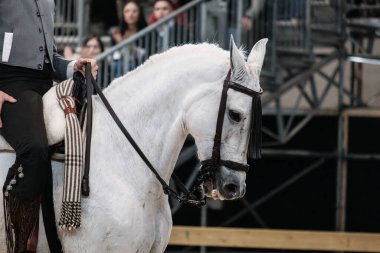 Madrid At Haftası 'nda, 30 Kasım 2024' te İspanya 'nın Madrid kentinde düzenlenen doma vaquera yarışında bir binici ve atı.