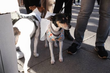 2024 San Perrestre yarışı boyunca köpekleriyle birlikte Madrid 'in merkezinden 30 Aralık 2024' te İspanya