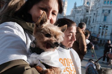 2024 San Perrestre yarışı boyunca köpekleriyle birlikte Madrid 'in merkezinden 30 Aralık 2024' te İspanya