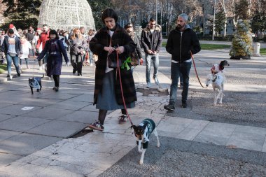 2024 San Perrestre yarışı boyunca köpekleriyle birlikte Madrid 'in merkezinden 30 Aralık 2024' te İspanya
