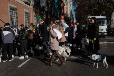 2024 San Perrestre yarışı boyunca köpekleriyle birlikte Madrid 'in merkezinden 30 Aralık 2024' te İspanya