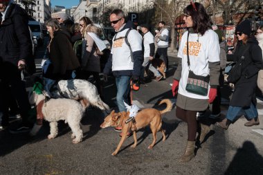 2024 San Perrestre yarışı boyunca köpekleriyle birlikte Madrid 'in merkezinden 30 Aralık 2024' te İspanya