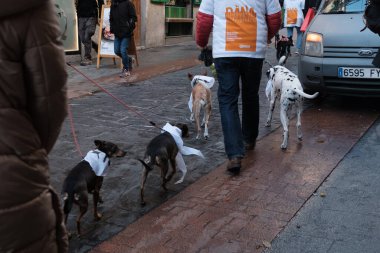 2024 San Perrestre yarışı boyunca köpekleriyle birlikte Madrid 'in merkezinden 30 Aralık 2024' te İspanya