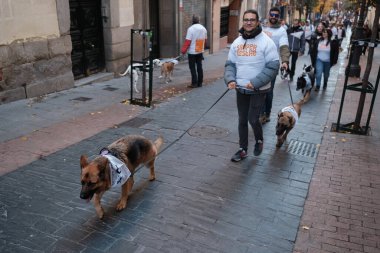 2024 San Perrestre yarışı boyunca köpekleriyle birlikte Madrid 'in merkezinden 30 Aralık 2024' te İspanya