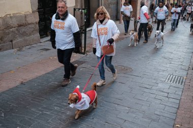 2024 San Perrestre yarışı boyunca köpekleriyle birlikte Madrid 'in merkezinden 30 Aralık 2024' te İspanya