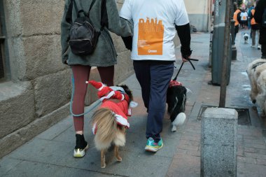 2024 San Perrestre yarışı boyunca köpekleriyle birlikte Madrid 'in merkezinden 30 Aralık 2024' te İspanya