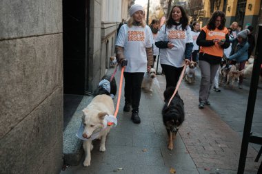 2024 San Perrestre yarışı boyunca köpekleriyle birlikte Madrid 'in merkezinden 30 Aralık 2024' te İspanya