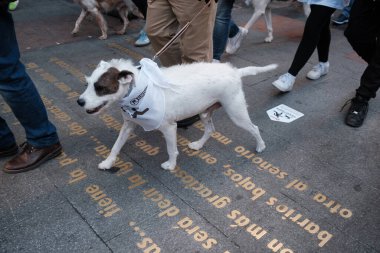 2024 San Perrestre yarışı boyunca köpekleriyle birlikte Madrid 'in merkezinden 30 Aralık 2024' te İspanya