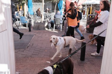 2024 San Perrestre yarışı boyunca köpekleriyle birlikte Madrid 'in merkezinden 30 Aralık 2024' te İspanya