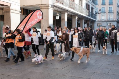 2024 San Perrestre yarışı boyunca köpekleriyle birlikte Madrid 'in merkezinden 30 Aralık 2024' te İspanya