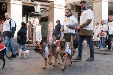 2024 San Perrestre yarışı boyunca köpekleriyle birlikte Madrid 'in merkezinden 30 Aralık 2024' te İspanya