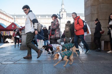 2024 San Perrestre yarışı boyunca köpekleriyle birlikte Madrid 'in merkezinden 30 Aralık 2024' te İspanya