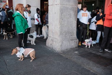 2024 San Perrestre yarışı boyunca köpekleriyle birlikte Madrid 'in merkezinden 30 Aralık 2024' te İspanya