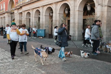 2024 San Perrestre yarışı boyunca köpekleriyle birlikte Madrid 'in merkezinden 30 Aralık 2024' te İspanya