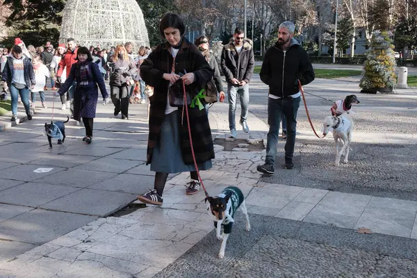 2024 San Perrestre yarışı boyunca köpekleriyle birlikte Madrid 'in merkezinden 30 Aralık 2024' te İspanya