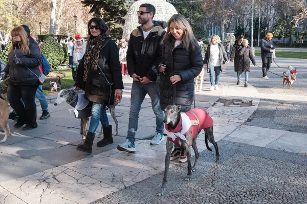 2024 San Perrestre yarışı boyunca köpekleriyle birlikte Madrid 'in merkezinden 30 Aralık 2024' te İspanya