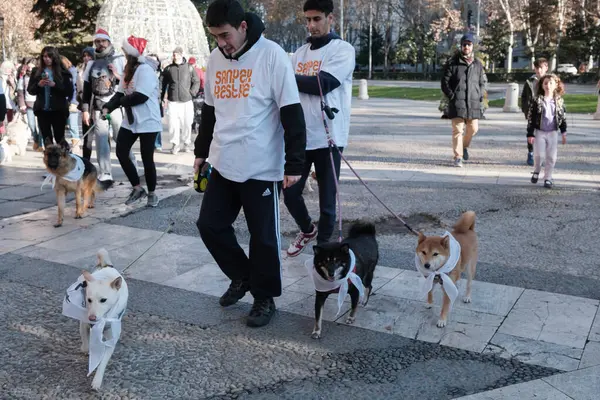 2024 San Perrestre yarışı boyunca köpekleriyle birlikte Madrid 'in merkezinden 30 Aralık 2024' te İspanya