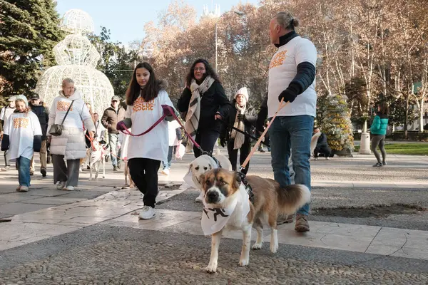 2024 San Perrestre yarışı boyunca köpekleriyle birlikte Madrid 'in merkezinden 30 Aralık 2024' te İspanya