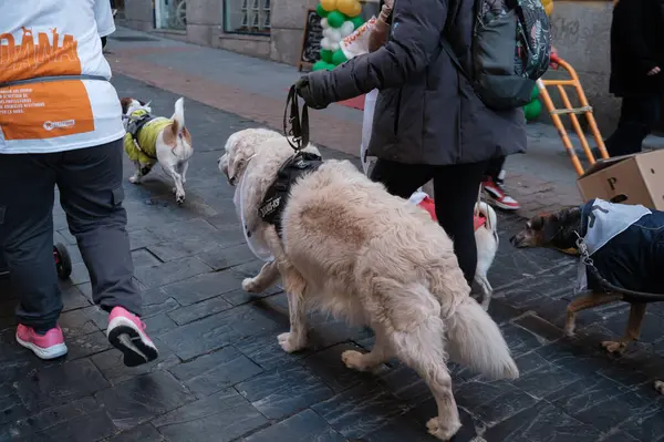 2024 San Perrestre yarışı boyunca köpekleriyle birlikte Madrid 'in merkezinden 30 Aralık 2024' te İspanya