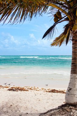 Meksika Körfezi sahili ve denizi. Duvar Kağıdı