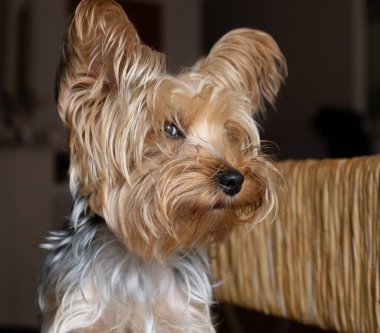 Yorkie gözünün köşesinden dışarı bakıyor sanki temkinli gibi