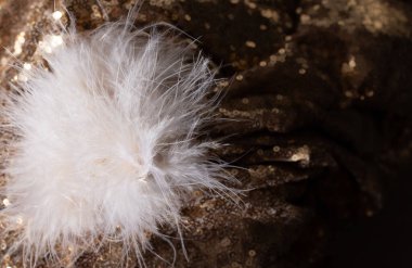 Şatafatlı ürün geçmişi için tüy ve altın parıltısı. Boşluğu kopyala